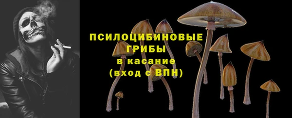 сатива Аркадак